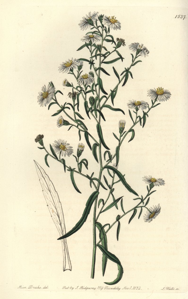Törékeny őszirózsa, Aster fragilis. S. Watts kézi színű rézmetszet Miss Sarah Drake illusztrációja nyomán a Sydenham Edwards Botanical Register-ből, Ridgeway, London alkotó: Sydenham Teast Edwards