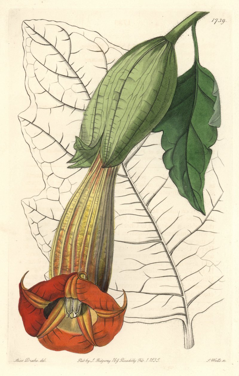 Brugmansia ecarlate vagy angyalok trombitája, ecarlate, Dél-Amerikában őshonos – Erős víz S. Wattstól Sarah Anne Drake (1803-1857) illusztrációjából, a Botanical Registerből alkotó: Sydenham Teast Edwards