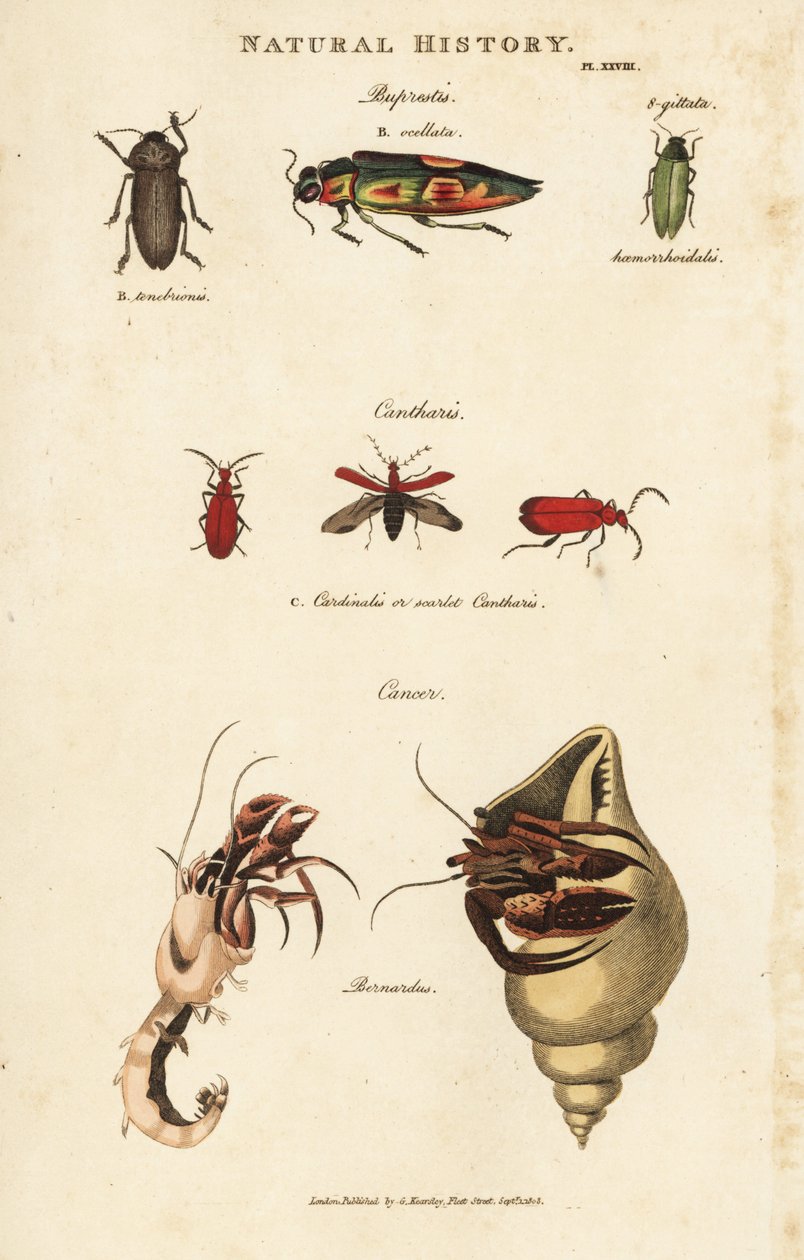 Bupreste et pagure (bernard l