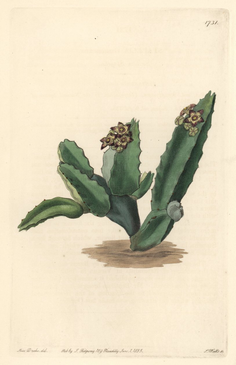 Caralluma kaktusz, Szicíliában őshonos – Erős víz S. Wattstól Sarah Anne Drake (1803-1857) illusztrációjából, a botanikai nyilvántartásból alkotó: Sydenham Teast Edwards