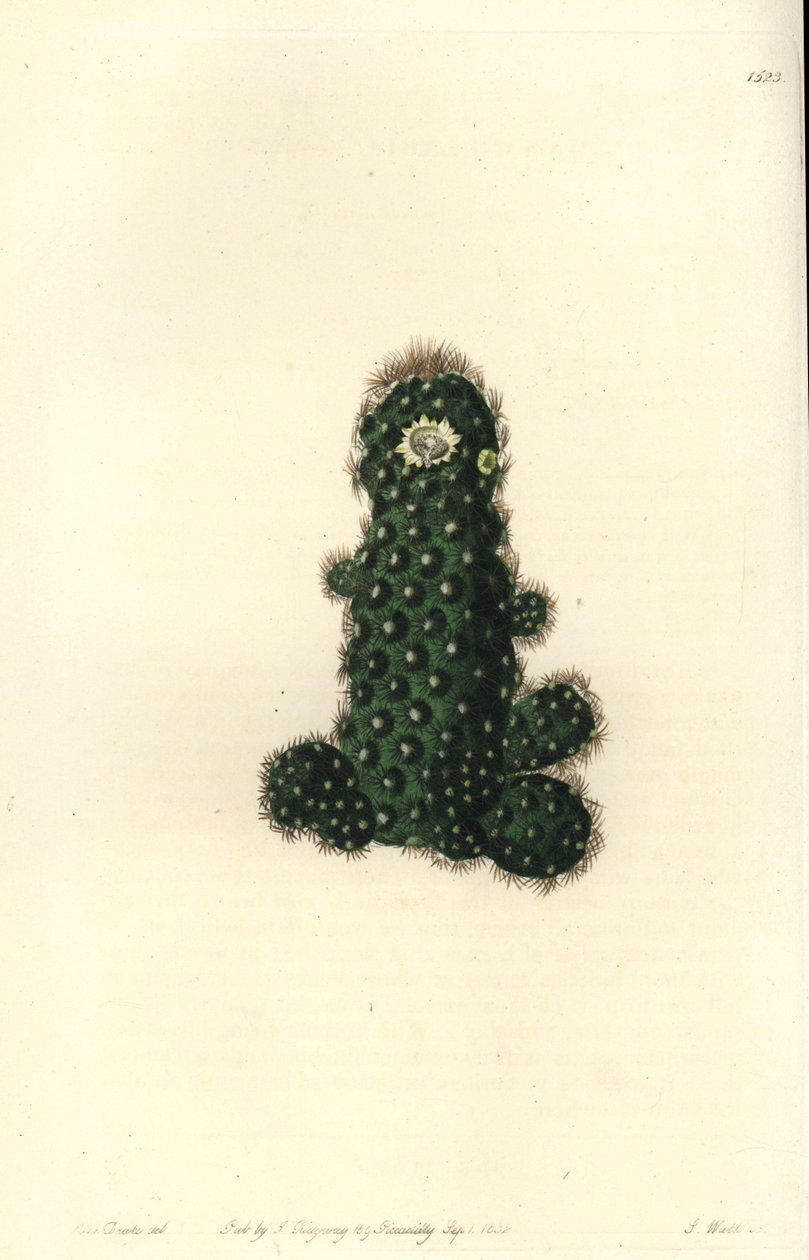 Cactus tenuis (Taper mammillaria, Mammillaria tenuis). S. Watts kézi színű rézmetszet Miss Sarah Drake illusztrációja nyomán a Sydenham Edwards Botanical Register-ből, Ridgeway, London alkotó: Sydenham Teast Edwards