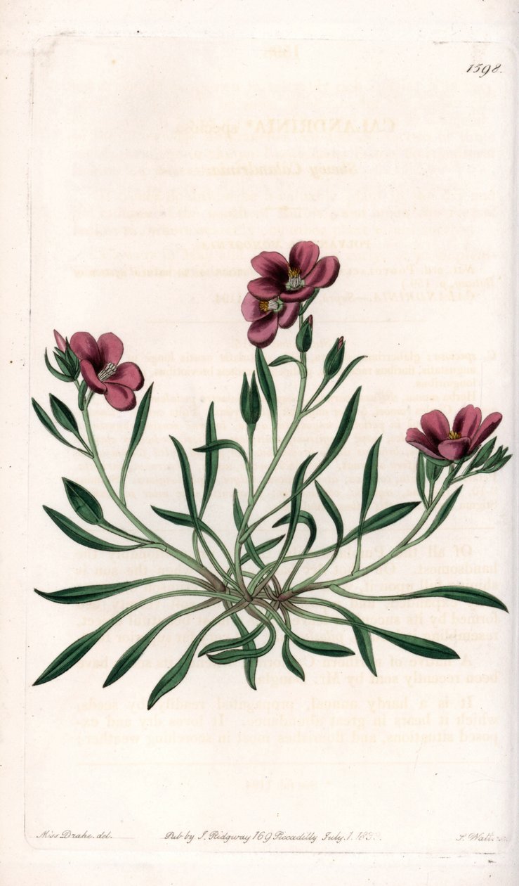 Calandrinia variete, Amerikában őshonos – S.Watts által metszett tábla Sarah Anne Drake (1803-1857) illusztrációjáról, a Sydenham Edwards (1768-1819) botanikai nyilvántartásából, Angliából alkotó: Sydenham Teast Edwards