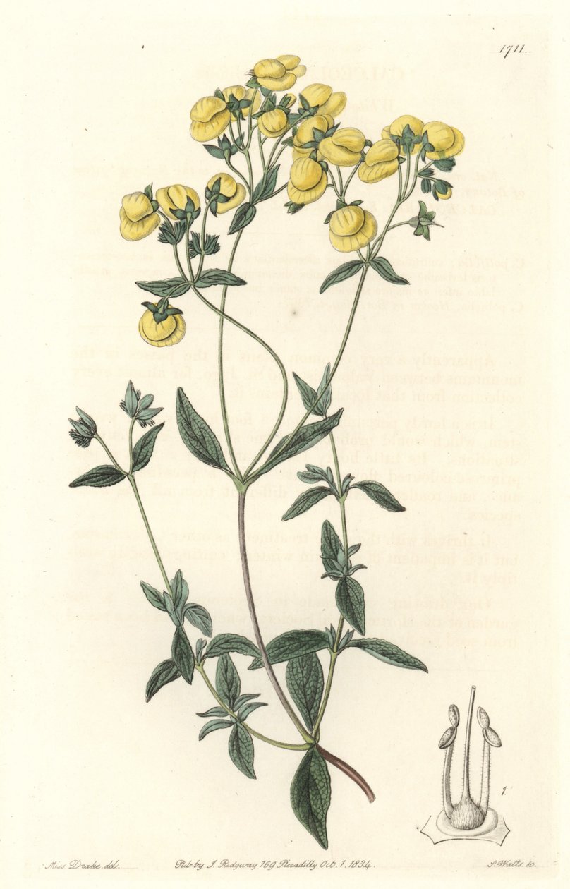 Calceolaire vagy kis női papucs vagy pénztárca, Chilében őshonos – S. Watts Water forte Sarah Anne Drake (1803-1857) illusztrációjából, a Botanical Registerből alkotó: Sydenham Teast Edwards
