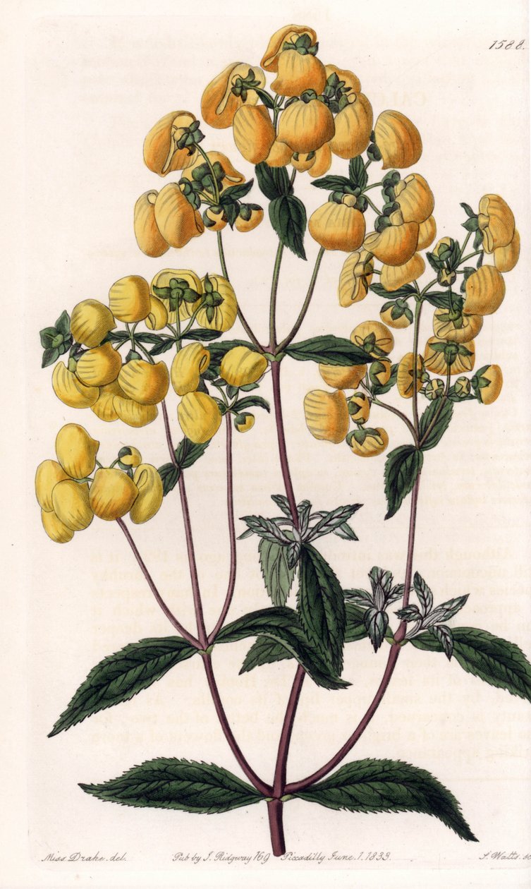 Calceolaire rugosa – S.Watts által gravírozott tábla Sarah Anne Drake (1803-1857) illusztrációja alapján, a Sydenham Edwards (1768-1819) botanikai nyilvántartásából, Angliából alkotó: Sydenham Teast Edwards