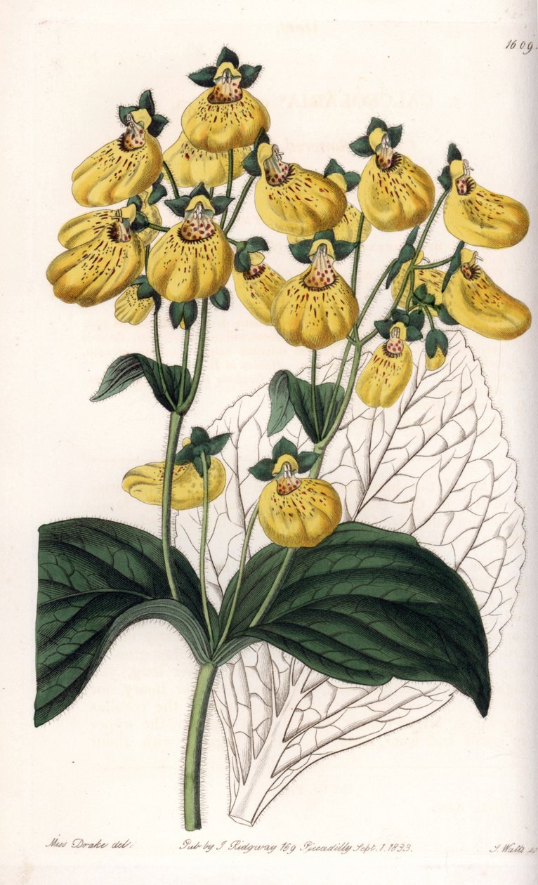 Calceolary vagy kis papucs, sárga virágokkal - S.Watts gravírozott tábla Sarah Anne Drake (1803-1857) illusztrációjáról, a Sydenham Edwards (1768-1819) botanikai nyilvántartásából, Angliából alkotó: Sydenham Teast Edwards