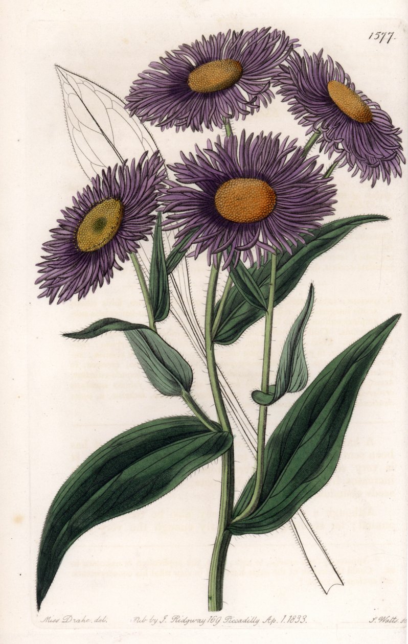 California Erigeron – S. Watts által gravírozott tábla Sarah Anne Drake (1803-1857) illusztrációjáról, a Sydenham Edwards (1768-1819) botanikai nyilvántartásából, Angliából alkotó: Sydenham Teast Edwards