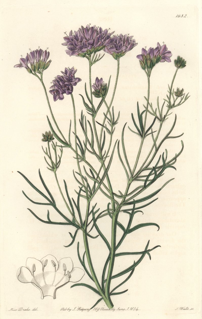 California Gilia - S. Watts Strong Water Sarah Anne Drake (1803-1857) illusztrációjáról, a Botanical Registerből. alkotó: Sydenham Teast Edwards