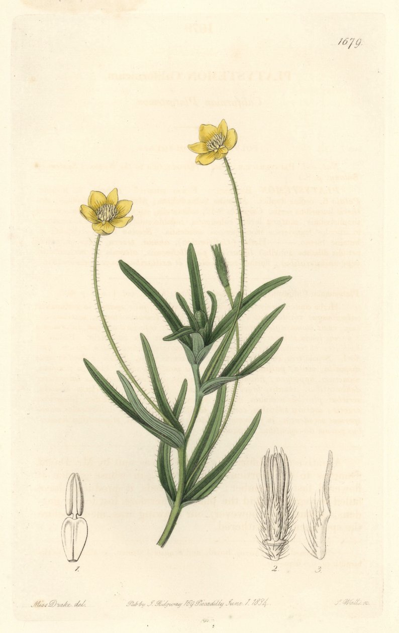 California Platystemon – S. Watts Erős víz Sarah Anne Drake (1803-1857) illusztrációjából, a Botanikai Nyilvántartásból alkotó: Sydenham Teast Edwards