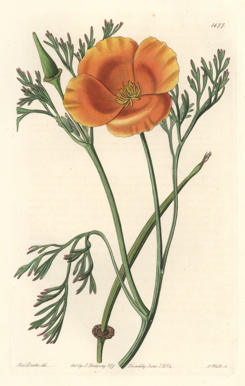 Kaliforniai mák vagy amerikai mák – S. Watts erős víz Sarah Anne Drake (1803-1857) illusztrációjából, a Botanical Registerből alkotó: Sydenham Teast Edwards