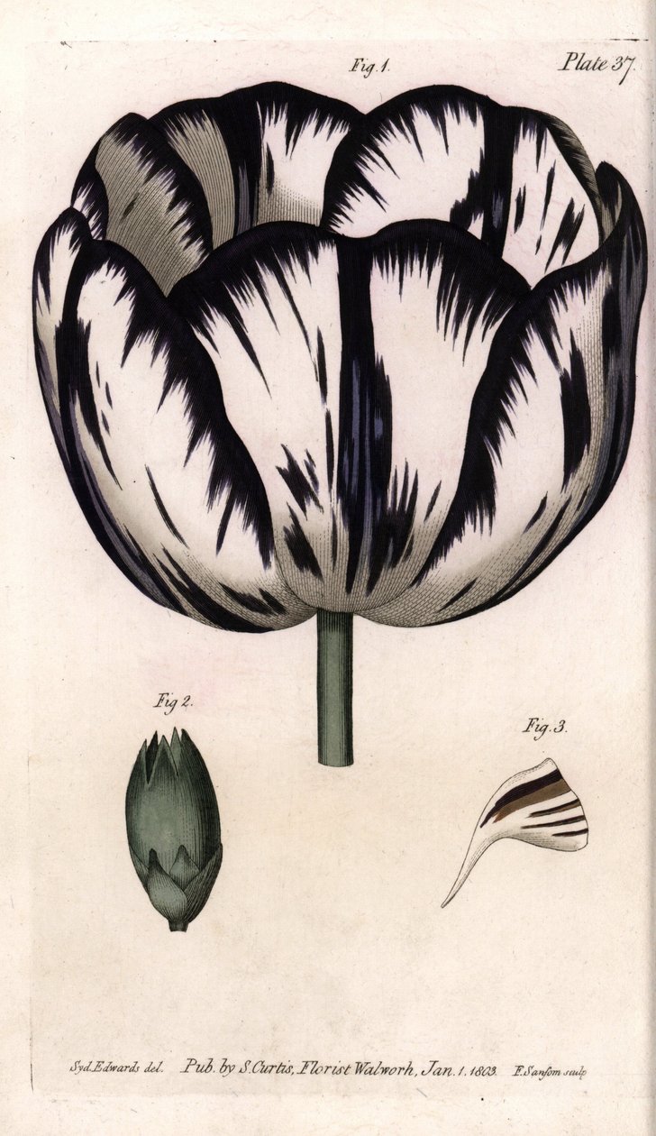 Tulipán és szegfű giroflee vagy szegfű virágüzletek Calisse. Színes rézmetszet, Sydenham Edwards (1768-1819) illusztrációja a Lambethi Botanikus Kert (Anglia) botanikai konferenciájához alkotó: Sydenham Teast Edwards