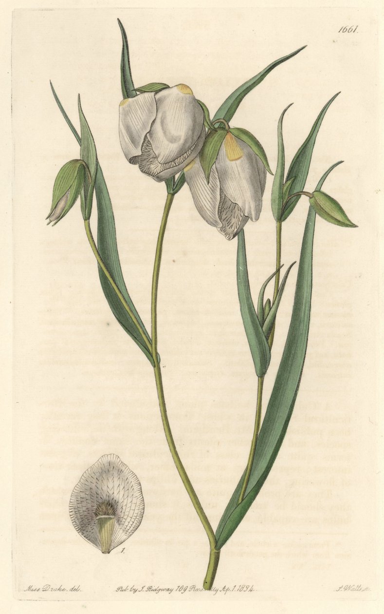 Calohorte (mariposa) vagy fehér virágú cyclobothre, Kaliforniában őshonos – S. Watts erős víz Sarah Anne Drake (1803-1857) illusztrációja alapján, a Botanical Registerből alkotó: Sydenham Teast Edwards