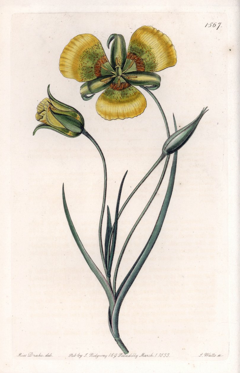 A Calochortusnak nagy, sárga virágai vannak – S.Watts gravírozott táblája Sarah Anne Drake (1803-1857) illusztrációjából, a Sydenham Edwards (1768-1819) botanikai nyilvántartásából, Angliából alkotó: Sydenham Teast Edwards