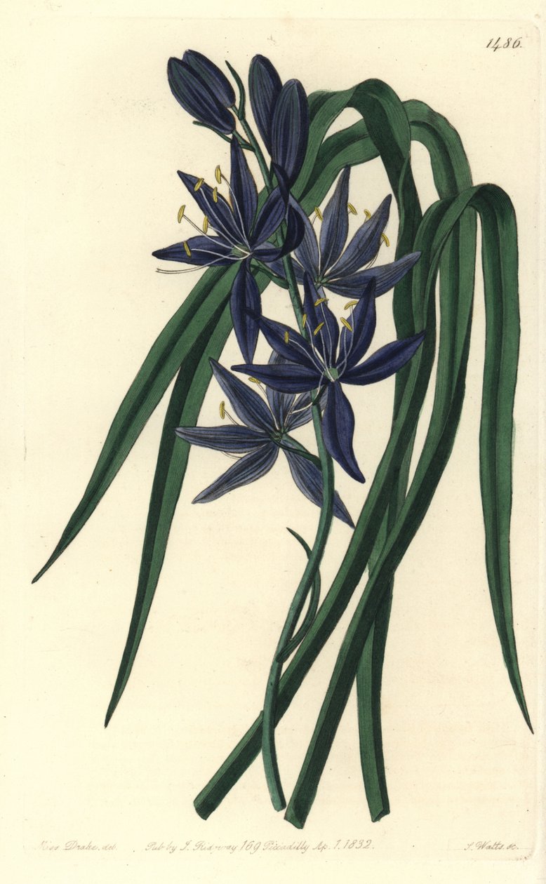 Camassie - Camash, Camassia quamash (Ehető quamash, Camassia esculenta). S. Watts kézi színű rézmetszet Sarah Drake illusztrációja után a Sydenham Edwards Botanical Register-ből, Ridgeway, London alkotó: Sydenham Teast Edwards