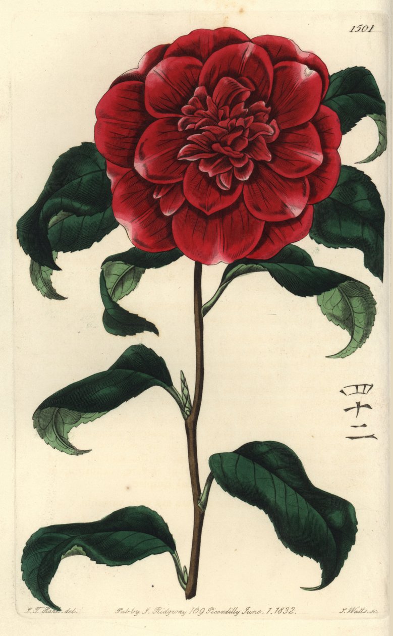 Camelia Japánból – Mr. Reeves bíbor kaméliája, Camellia japonica var. Reevesiana. Angol karakterekkel a 42-es számhoz. S. Watts kézi színű rézmetszet J.T. illusztrációja után. Hart a Sydenham Edwards Botanical Register-ből, Ri alkotó: Sydenham Teast Edwards