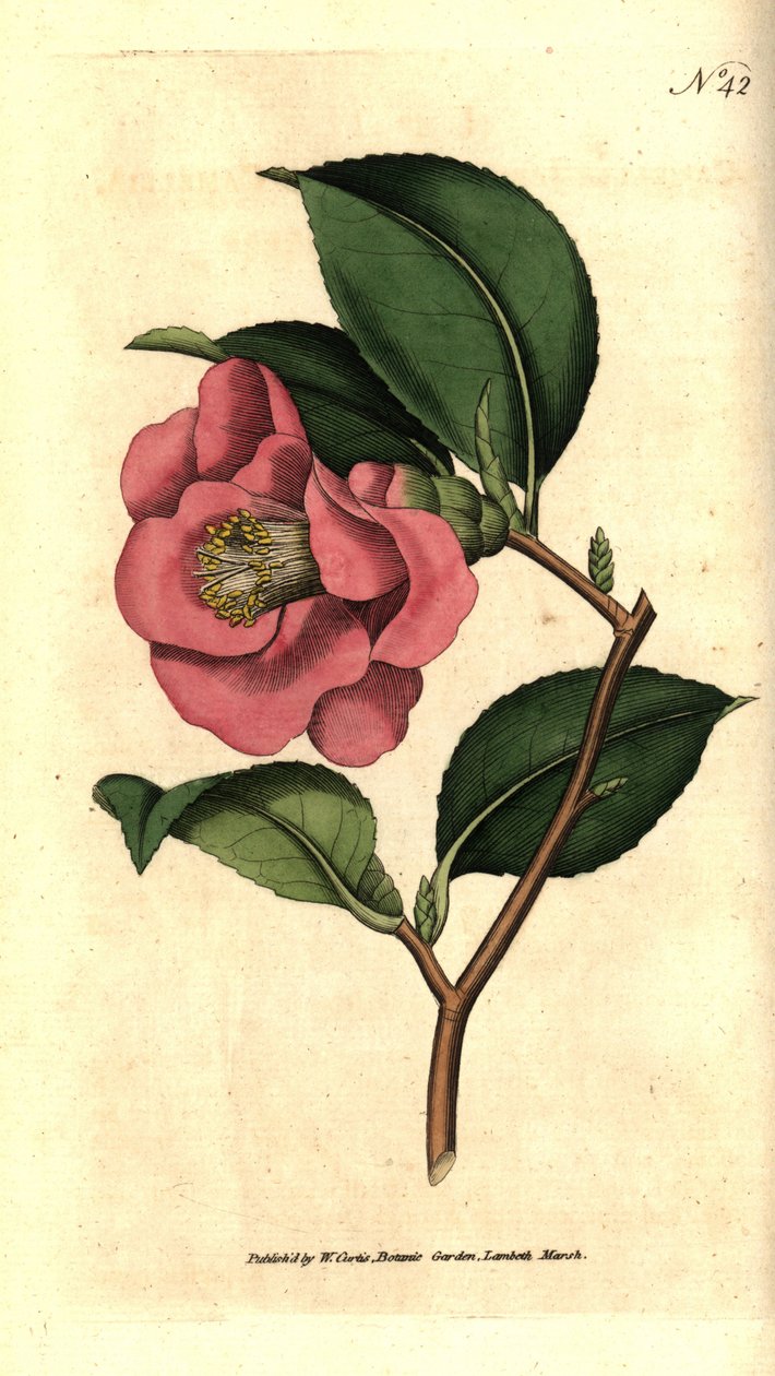Camelia Japánból - Rose Camellia, Camellia japonica. Kézzel színezett rézmetszet James Sowerby botanikai illusztrációja nyomán William Curtis The Botanical Magazine-jából, Lambeth Marsh, London alkotó: Sydenham Teast Edwards