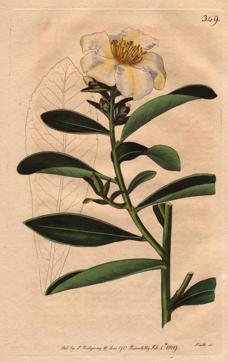 Camellia (Camelias) Penang, fehér virág sárgás árnyalattal virágig. Camellia axillaris. Kézi színű rézmetszet Sydenham Edwards botanikai illusztrációjáról, William Curtis „” Botanical Magazine”-ból, 1790-1800. alkotó: Sydenham Teast Edwards