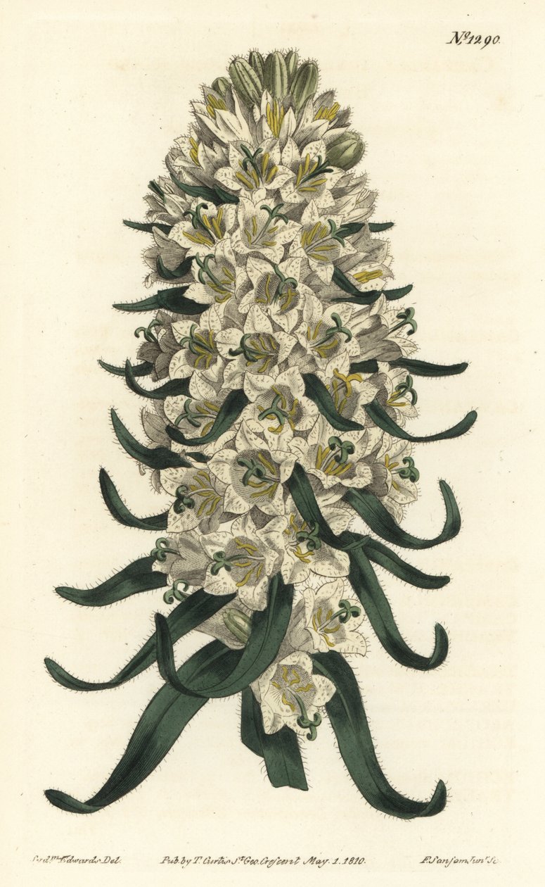 A Campanula gyönyörű virágokkal rendelkezik - pireneusi harangvirág, Campanula speciosa (hosszú tüskés harangvirág, Campanula thyrsoidea). F. Sansom Jr. kézi színű rézmetszete Sydenham Edwards illusztrációja után a William Curtis Botanical Magazine-ból, alkotó: Sydenham Teast Edwards