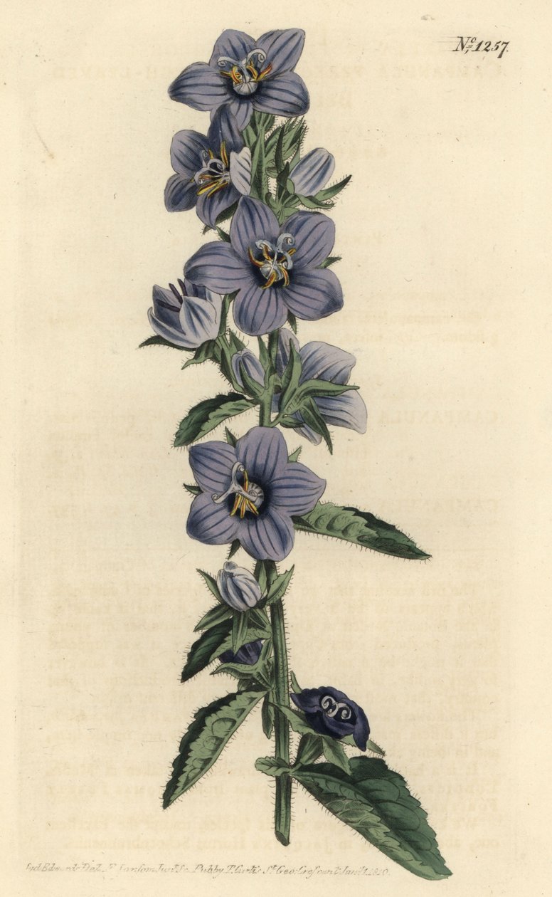 Campanule - durva levelű harangvirág, Campanula peregrina. F. Sansom Jr. kézi színű rézmetszete Sydenham Edwards illusztrációja után a William Curtis Botanical Magazine-ból, T. Curtis, London alkotó: Sydenham Teast Edwards