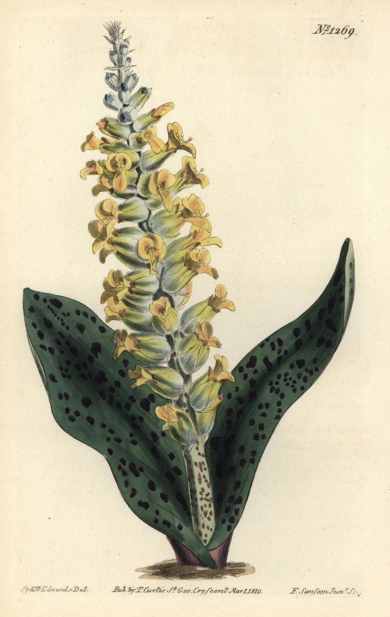 Cape Hyacinth (álorchidea) - Foltos levelű orchisszerű lachenalia, Lachenalia orchioides. F. Sansom Jr. kézi színű rézmetszete Sydenham Edwards illusztrációja után a William Curtis Botanical Magazine-ból, T. Curtis, London alkotó: Sydenham Teast Edwards