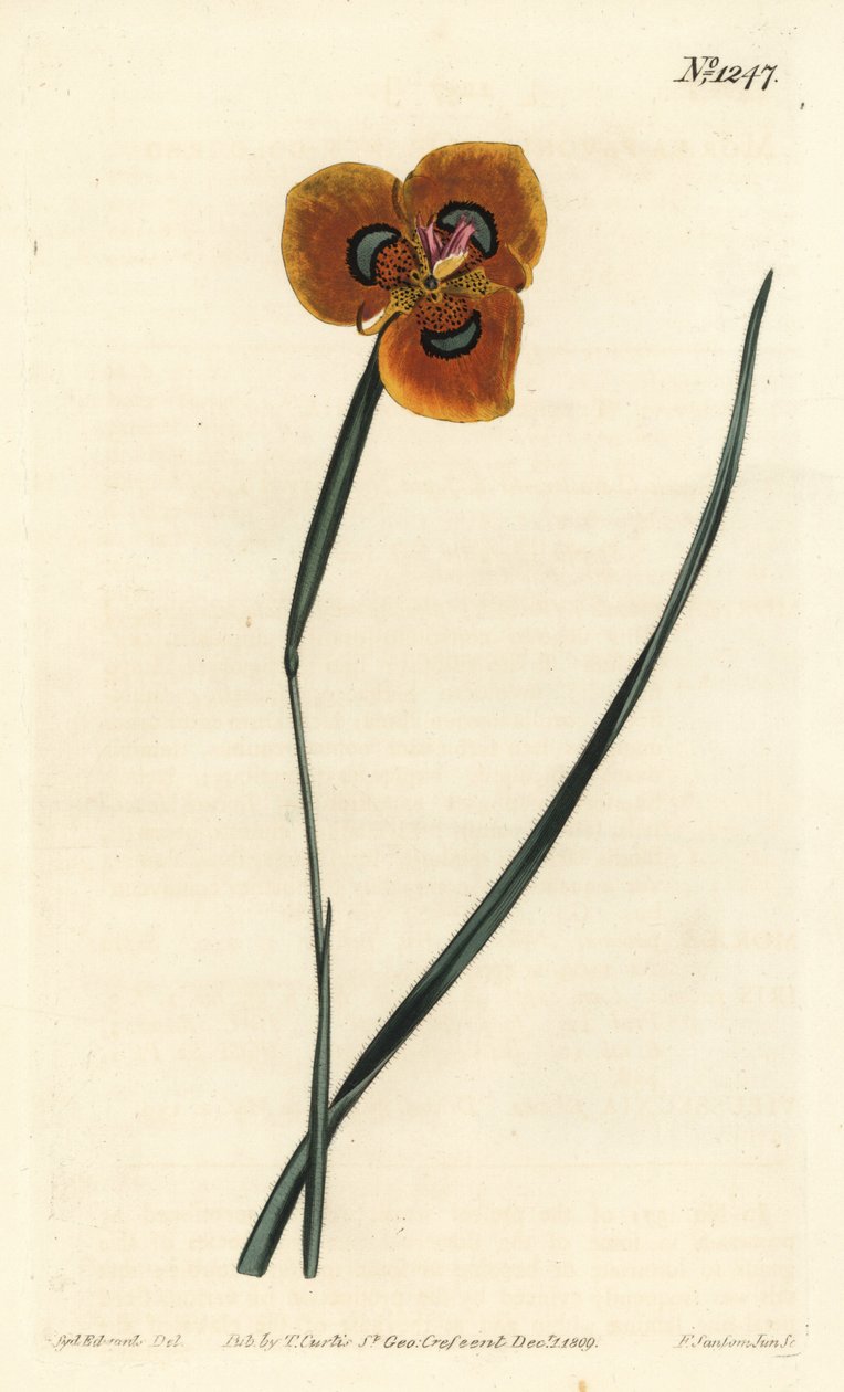 Cape Tulip - Narancssárga színű moraea, Moraea tulbaghensis (Moraea pavonia). F. Sansom Jr. kézi színű rézmetszete Sydenham Edwards illusztrációja után a William Curtis Botanical Magazine-ból, T. Curtis, London alkotó: Sydenham Teast Edwards