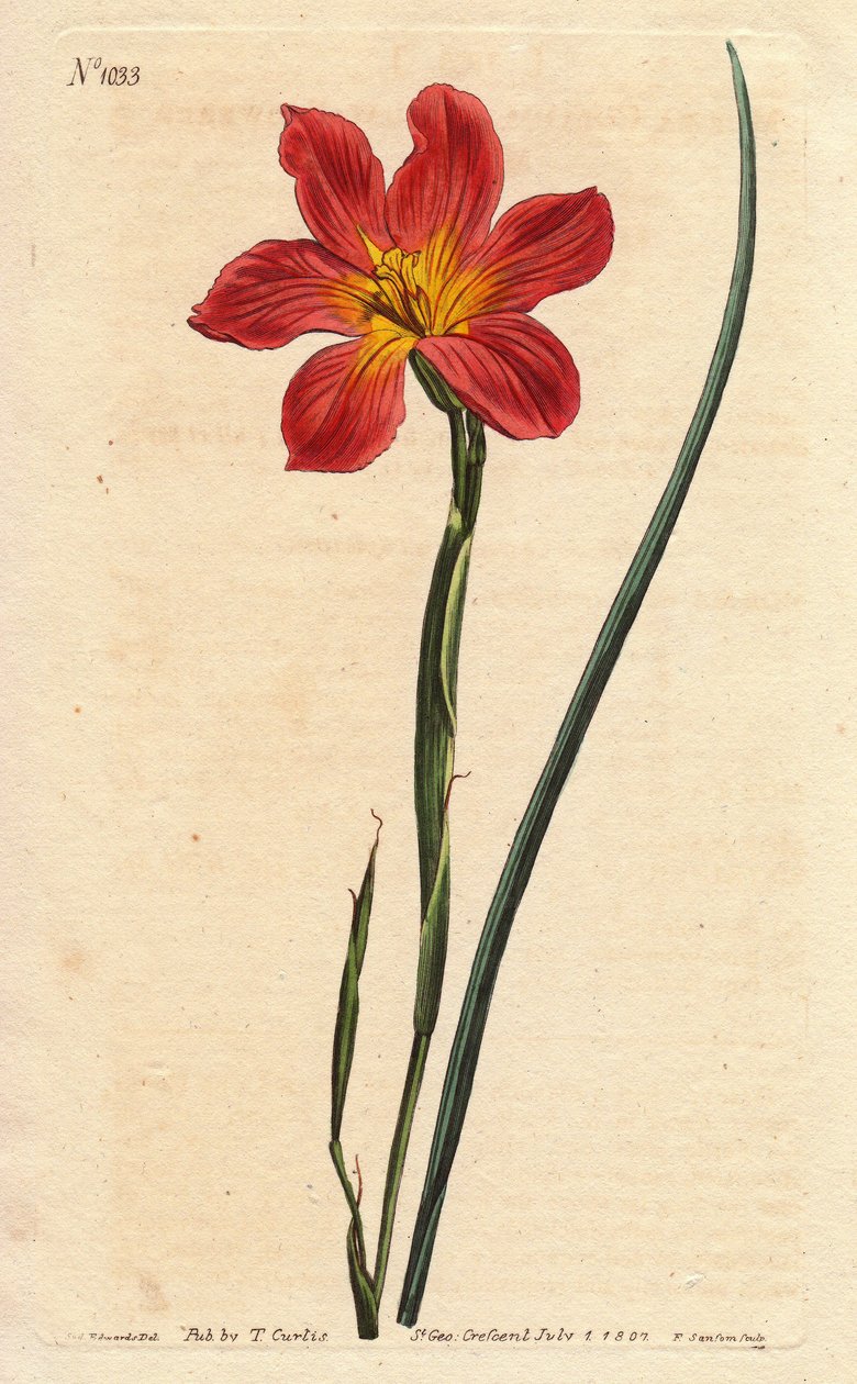 Cape tulipán, moraea virágzó szalma és rózsaszín lazac. Szalmaszínű egyforma virágú moraea, lazac rózsaszín és sárga Cape Tulip. Homeria collina (Moraea collina). Kézi színű rézmetszet Sydenham Edwards botanikai illusztrációjából, Willtől alkotó: Sydenham Teast Edwards