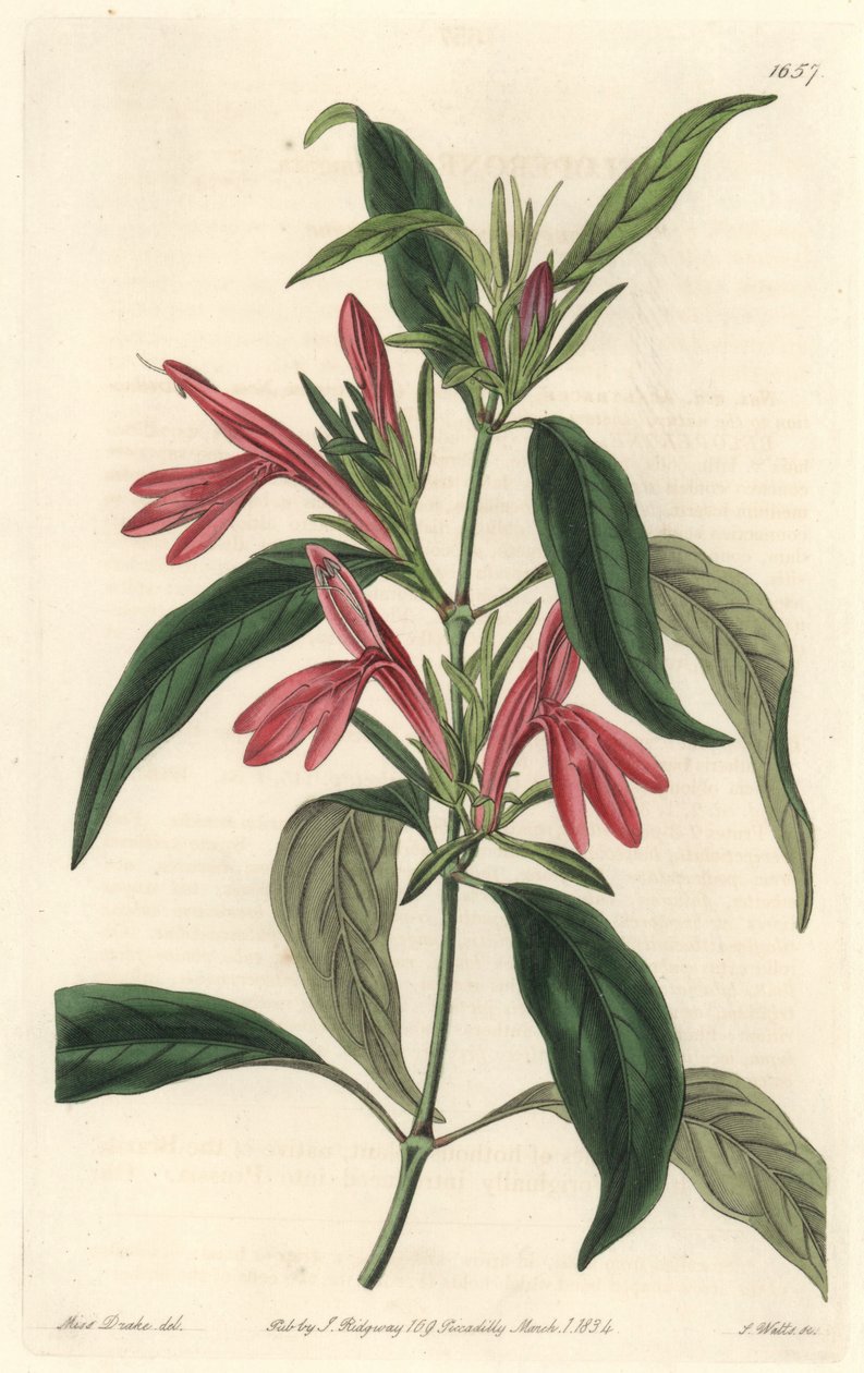 Carmantine, Brazíliában született – S. Watts vízi forte Sarah Anne Drake (1803-1857) illusztrációjából, a botanikai nyilvántartásból alkotó: Sydenham Teast Edwards