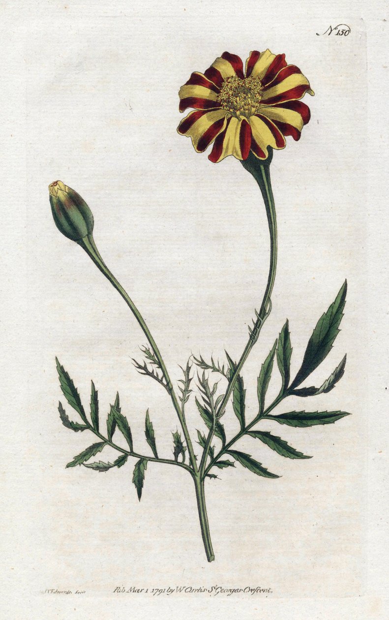 Indiai szegfű vagy tagete etalee – Sydenham Edwards (1768-1819) litográfiája, William Curtis (1746-1799) lemeze a Botanical Magazine-ból alkotó: Sydenham Teast Edwards