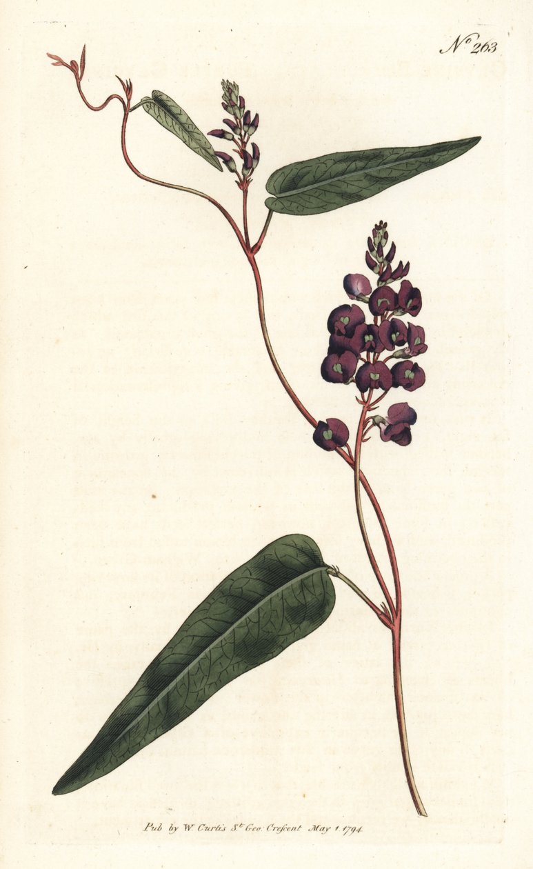Caulinia bimaculata (Purple glycine, Glycine bimaculata). Sansom kézzel színezett rézmetszet Sydenham Edwards illusztrációja nyomán William Curtis Botanical Magazine Londonból alkotó: Sydenham Teast Edwards
