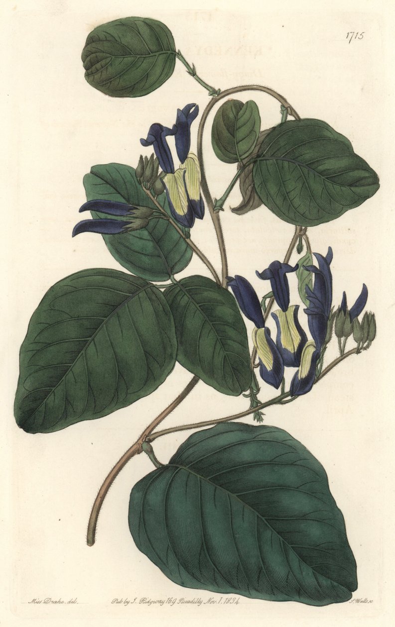 Caulinie noiratre, Ausztráliában őshonos – S. Watts erős víz Sarah Anne Drake (1803-1857) illusztrációjából, a Botanical Registerből alkotó: Sydenham Teast Edwards