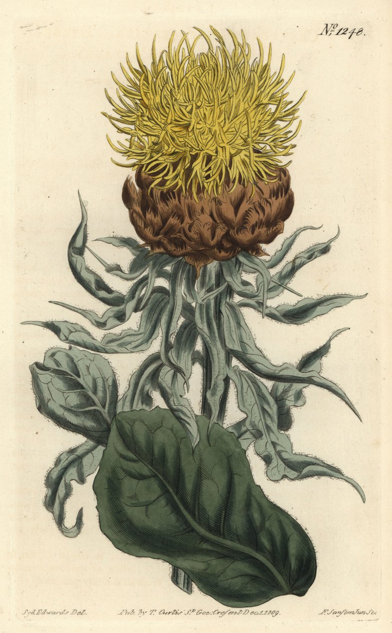 Centauree a grosse tête – Óriás rózsafű vagy nagyfejű sárga centaury, Centaurea macrocephala. F. Sansom Jr. kézi színű rézmetszete Sydenham Edwards illusztrációja után a William Curtis Botanical Magazine-ból, T. Curtis, London alkotó: Sydenham Teast Edwards