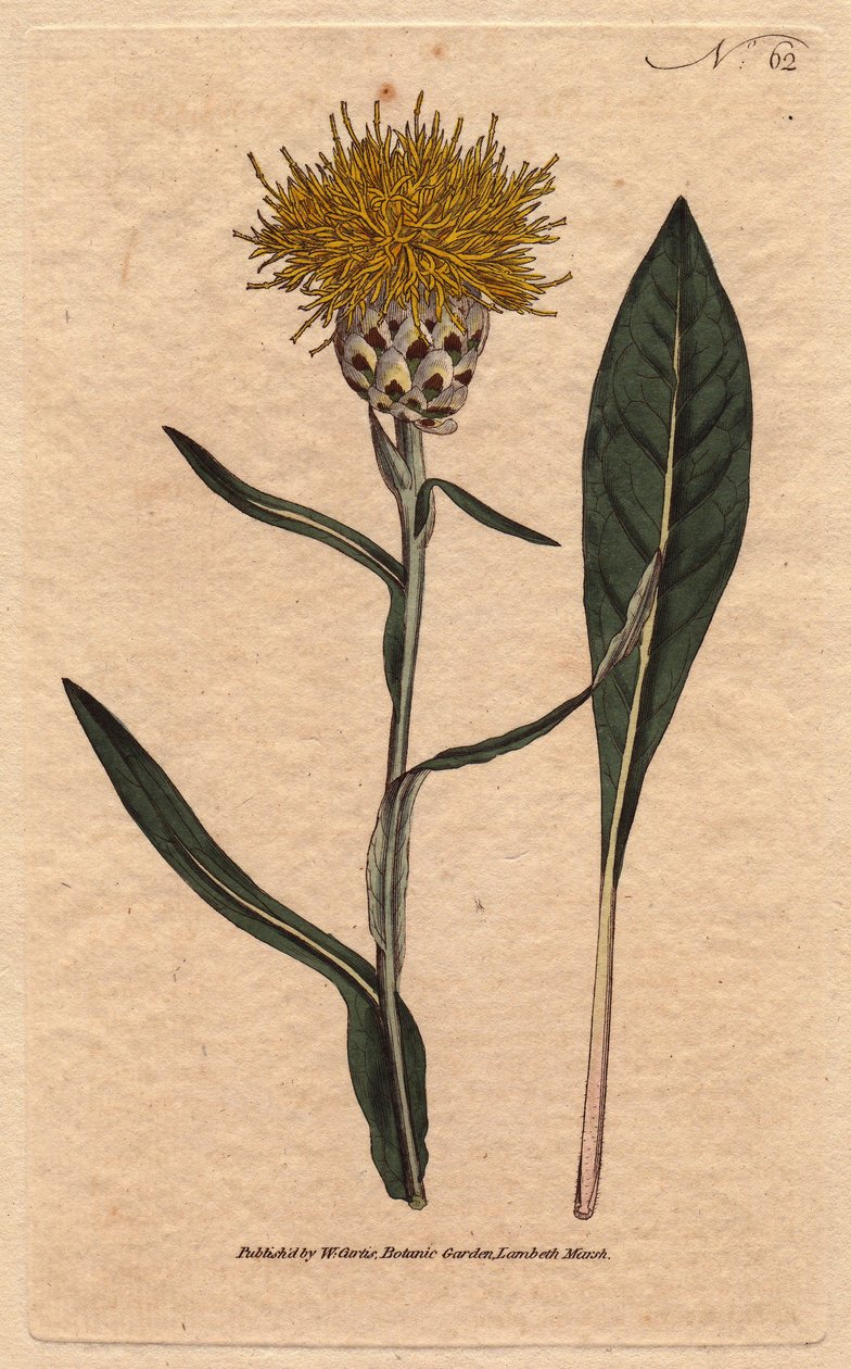 A Centauree pasztell levelű, sárga bolyhos virággal. Keleti. Falevelű kentaurea sárga bolyhos virágokkal. Kelet szülötte. Centaurea glastifolia. Kézi színű rézmetszet Sydenham Edwards botanikai illusztrációjából Williamtől alkotó: Sydenham Teast Edwards