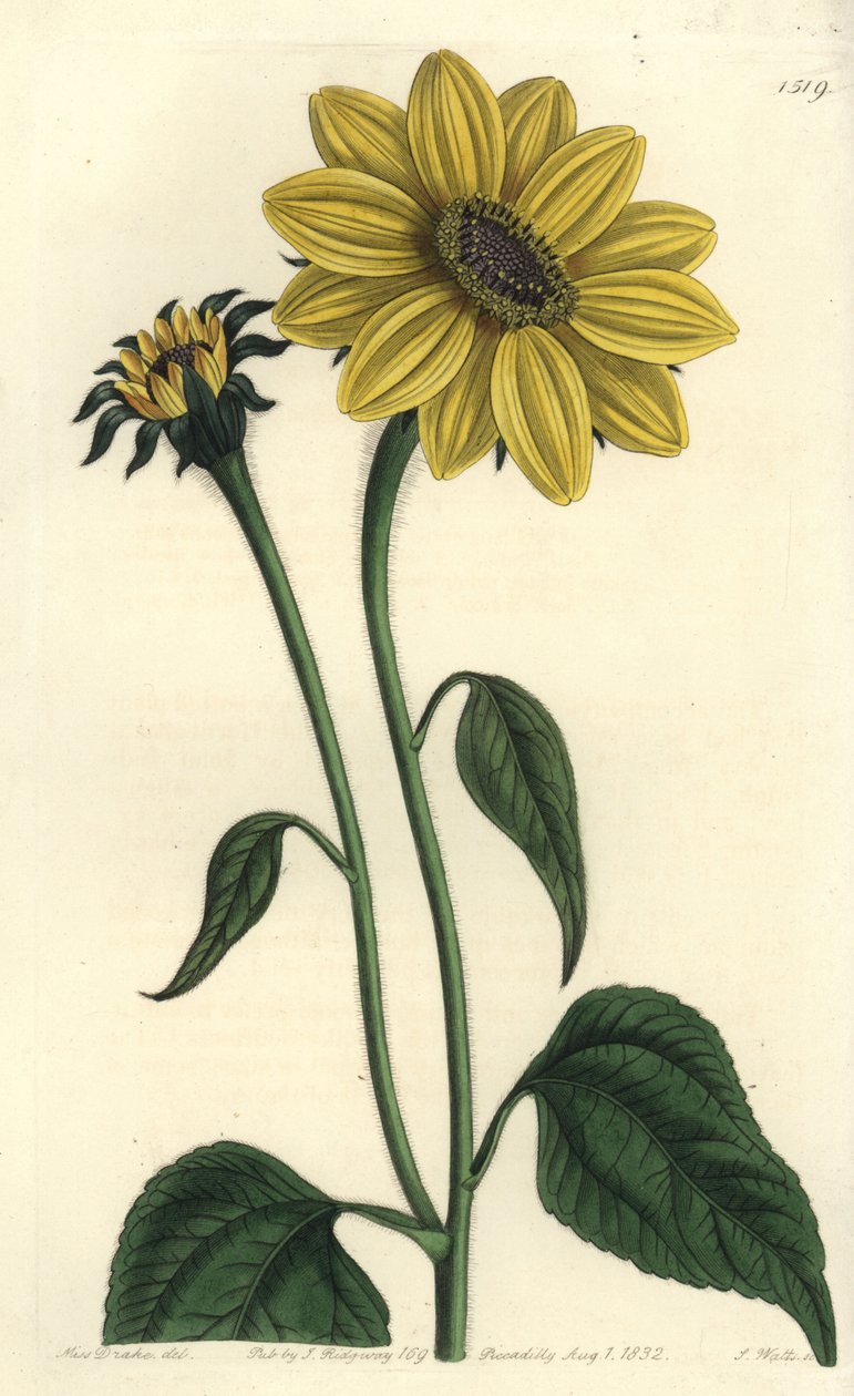 Közép-amerikai asteriacee fajta - Tithonia tubaeformis (Trombitás napraforgó, Helianthus tubaeformis). S. Watts kézi színű rézmetszet Miss Sarah Drake illusztrációja után a Sydenham Edwards Botanical Register-ből, Ridgeway, Lo alkotó: Sydenham Teast Edwards