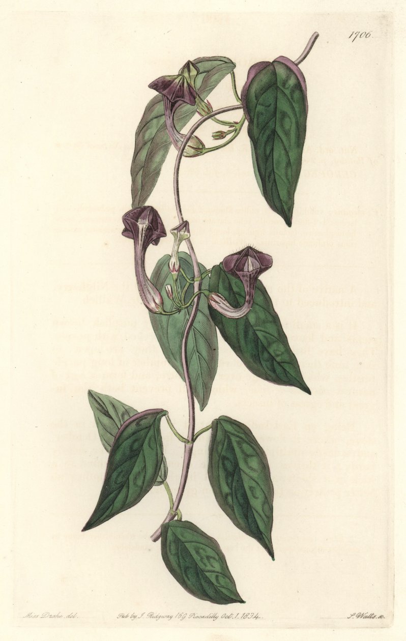Ceropegia elegáns, Indiában őshonos – Erős víz, S. Watts Sarah Anne Drake (1803-1857) illusztrációjából, a Botanical Registerből alkotó: Sydenham Teast Edwards