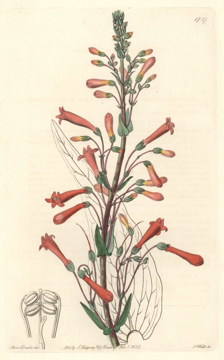 Chelone (vagy Galane) kaliforniai macskalevéllel rendelkezik – S. Watts erős víz Sarah Anne Drake (1803-1857) illusztrációja alapján, a botanikai nyilvántartásból alkotó: Sydenham Teast Edwards