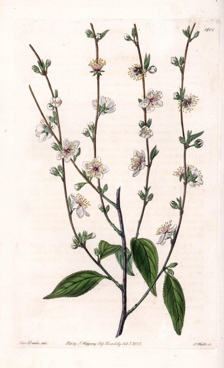 Cseresznyefa – S.Watts gravírozott tábla Sarah Anne Drake (1803-1857) illusztrációjából, a Sydenham Edwards (1768-1819) botanikai nyilvántartásából, Angliából alkotó: Sydenham Teast Edwards