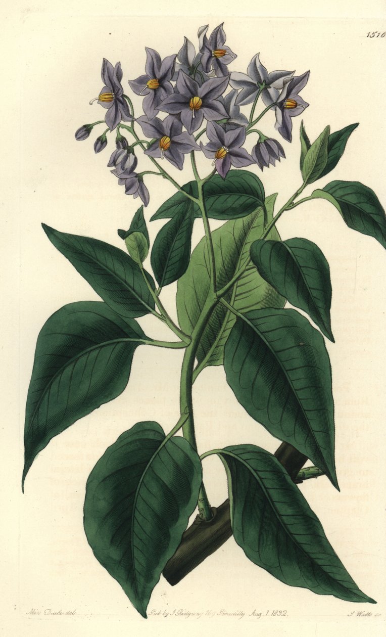 Chilei burgonyafa vagy hullámos levelű szolanum. S. Watts kézi színű rézmetszet Miss Sarah Drake illusztrációja után a Sydenham Edwards Botanical Register-ből, Ridgeway, London alkotó: Sydenham Teast Edwards