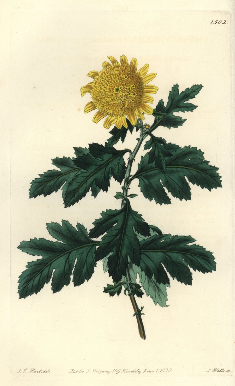 Kínai kamilla vagy indiai krizantém – dupla sárga indiai krizantém, Chrysanthemum indicum var. plénum. S. Watts kézi színű rézmetszet J.T. illusztrációja után. Hart a Sydenham Edwards Botanical Register-ből, Ridgeway, London alkotó: Sydenham Teast Edwards