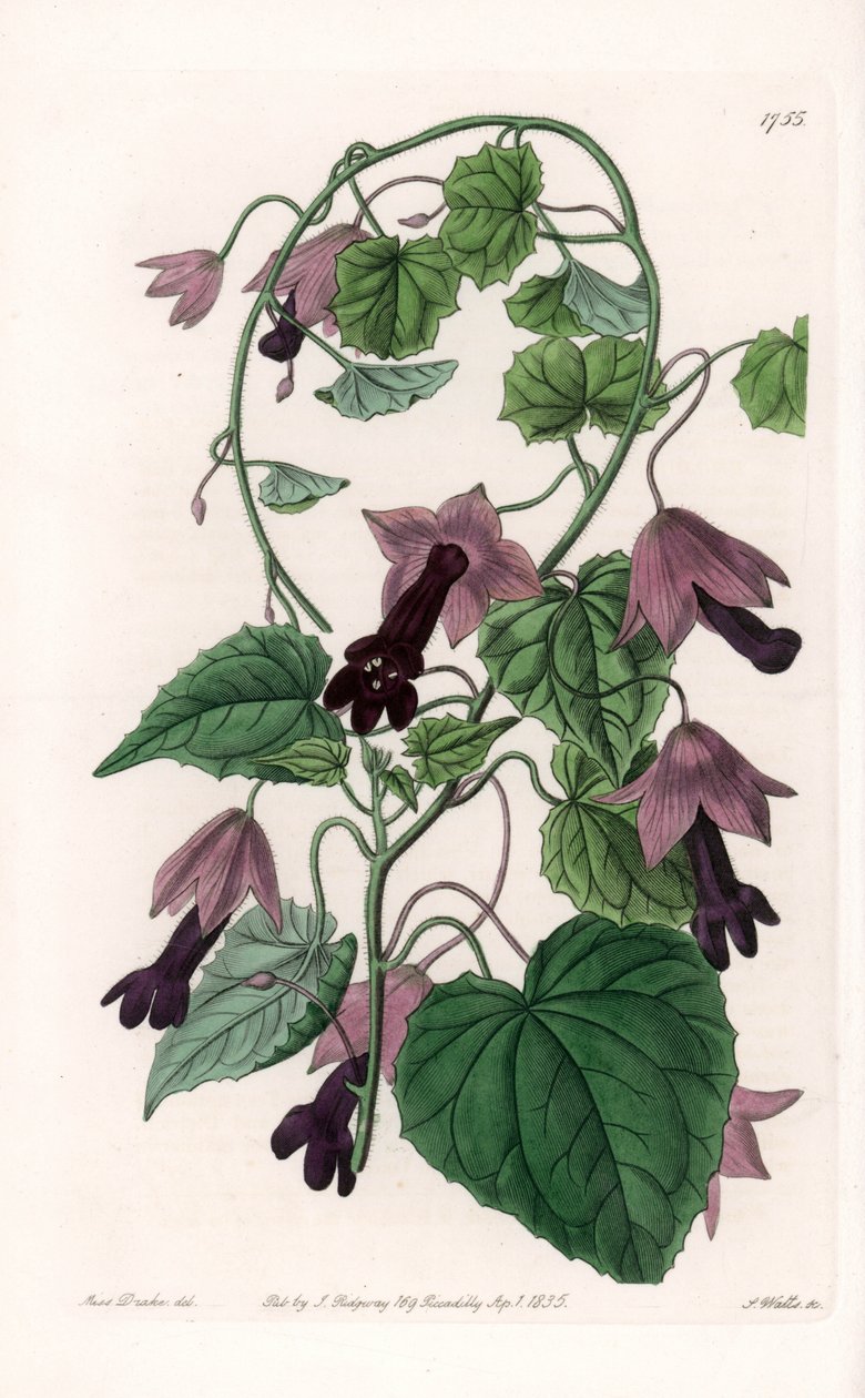 Kínai kalap – S. Watts által gravírozott tábla Sarah Anne Drake (1803-1857) illusztrációjáról, a Sydenham Edwards (1768-1819) botanikai nyilvántartásából, Anglia alkotó: Sydenham Teast Edwards