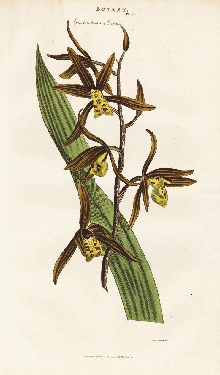 Kínai orchidea (Epidendrum sinense) alkotó: Sydenham Teast Edwards