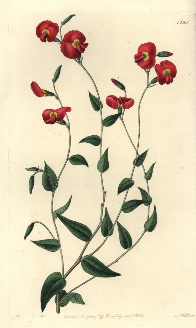 Chorizema ovatum (Ovate chorozema, Chorozema ovatum). S. Watts kézi színű rézmetszet Miss Sarah Drake illusztrációja után a Sydenham Edwards Botanical Register-ből, Ridgeway, London alkotó: Sydenham Teast Edwards