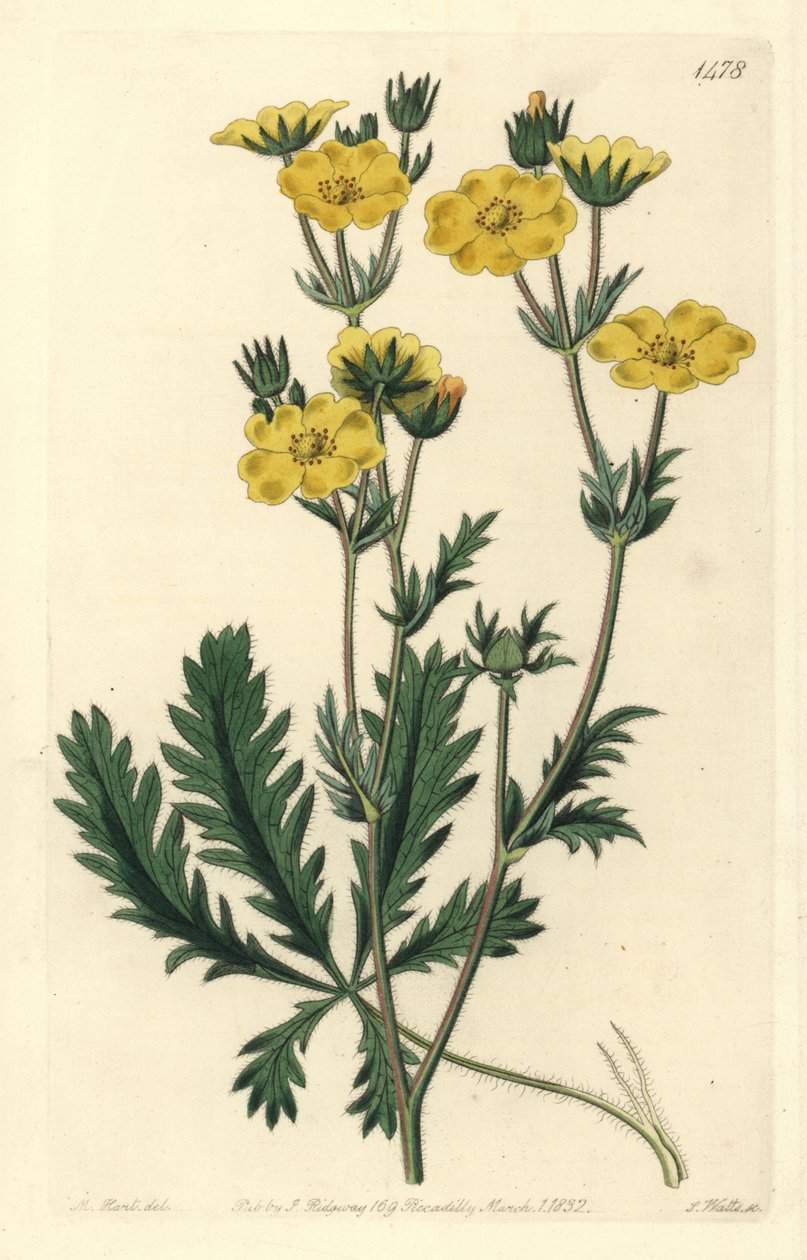 Cinquefoil dressee - Szaggatott levelű cinquefoil, Potentilla laciniosa. S. Watts kézi színű rézmetszet M. Hart illusztrációja után a Sydenham Edwards Botanical Register-ből, Ridgeway, London alkotó: Sydenham Teast Edwards