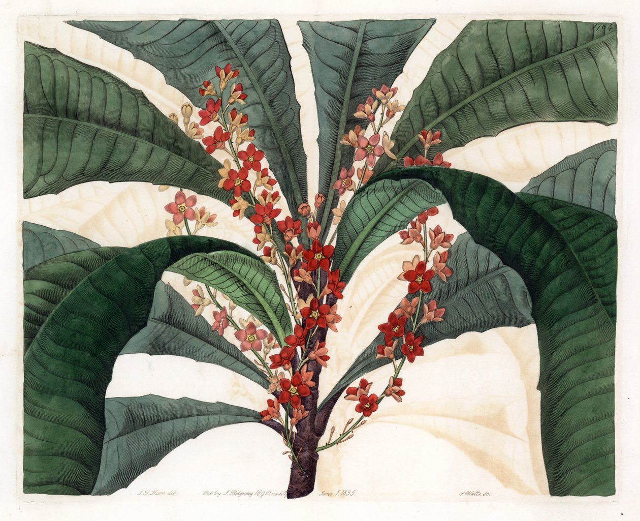 Clavija Variety – S.Watts gravírozott lemeze, I.J. Hart, a Sydenham Edwards (1768-1819) botanikai nyilvántartásából, Angliából alkotó: Sydenham Teast Edwards