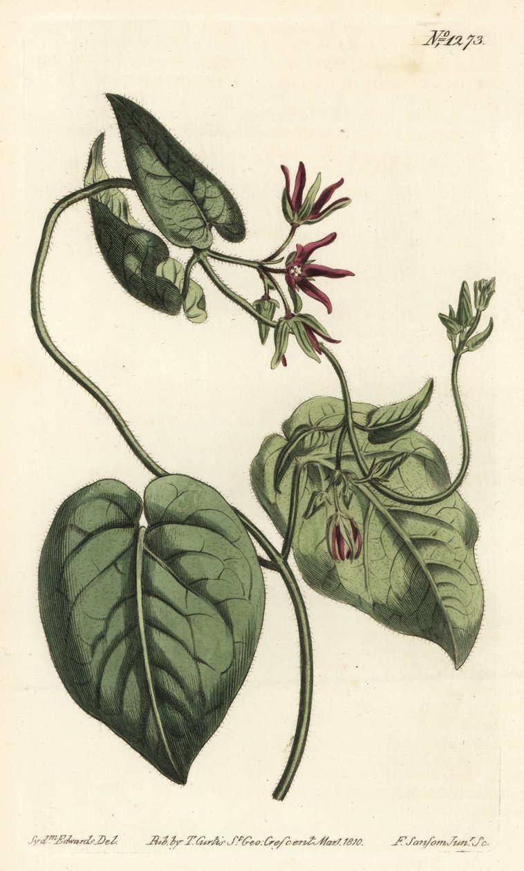 Hegymászó tejút, Matelea obliqua (virginian cynanchum, Cynanchum discolor). F. Sansom Jr. kézi színű rézmetszete Sydenham Edwards illusztrációja után a William Curtis Botanical Magazine-ból, T. Curtis, London alkotó: Sydenham Teast Edwards