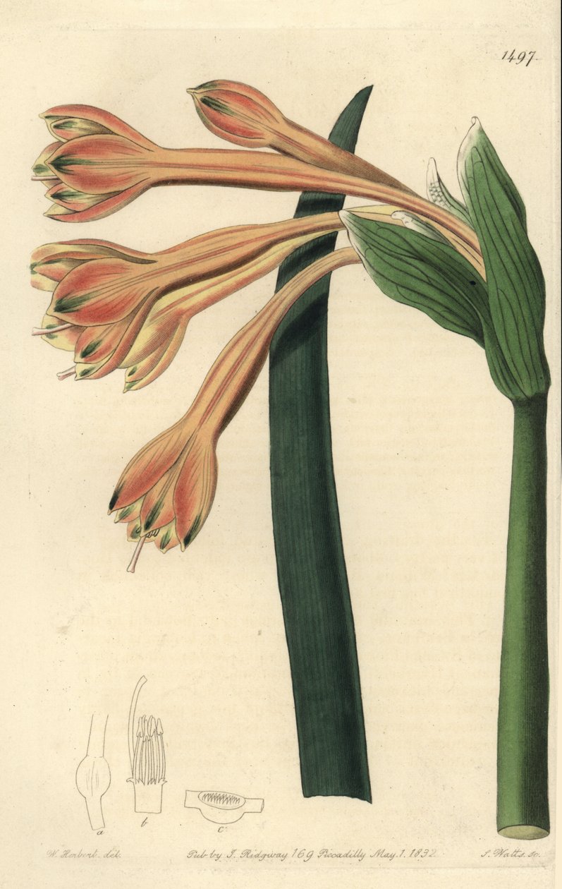 Clinanthus fulvus (Tawny coburgia, Coburgia fulva). S. Watts kézi színű rézmetszet William Herbert illusztrációja után a Sydenham Edwards Botanical Register-ből, Ridgeway, London alkotó: Sydenham Teast Edwards