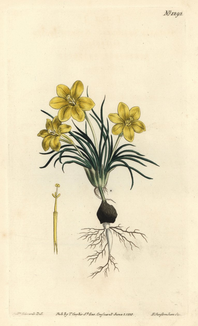 Óravirág, Moraea fugacissima (keskenylevelű galaxis, Galaxia graminea). F. Sansom Jr. kézi színű rézmetszete Sydenham Edwards illusztrációja után a William Curtis Botanical Magazine-ból, T. Curtis, London alkotó: Sydenham Teast Edwards