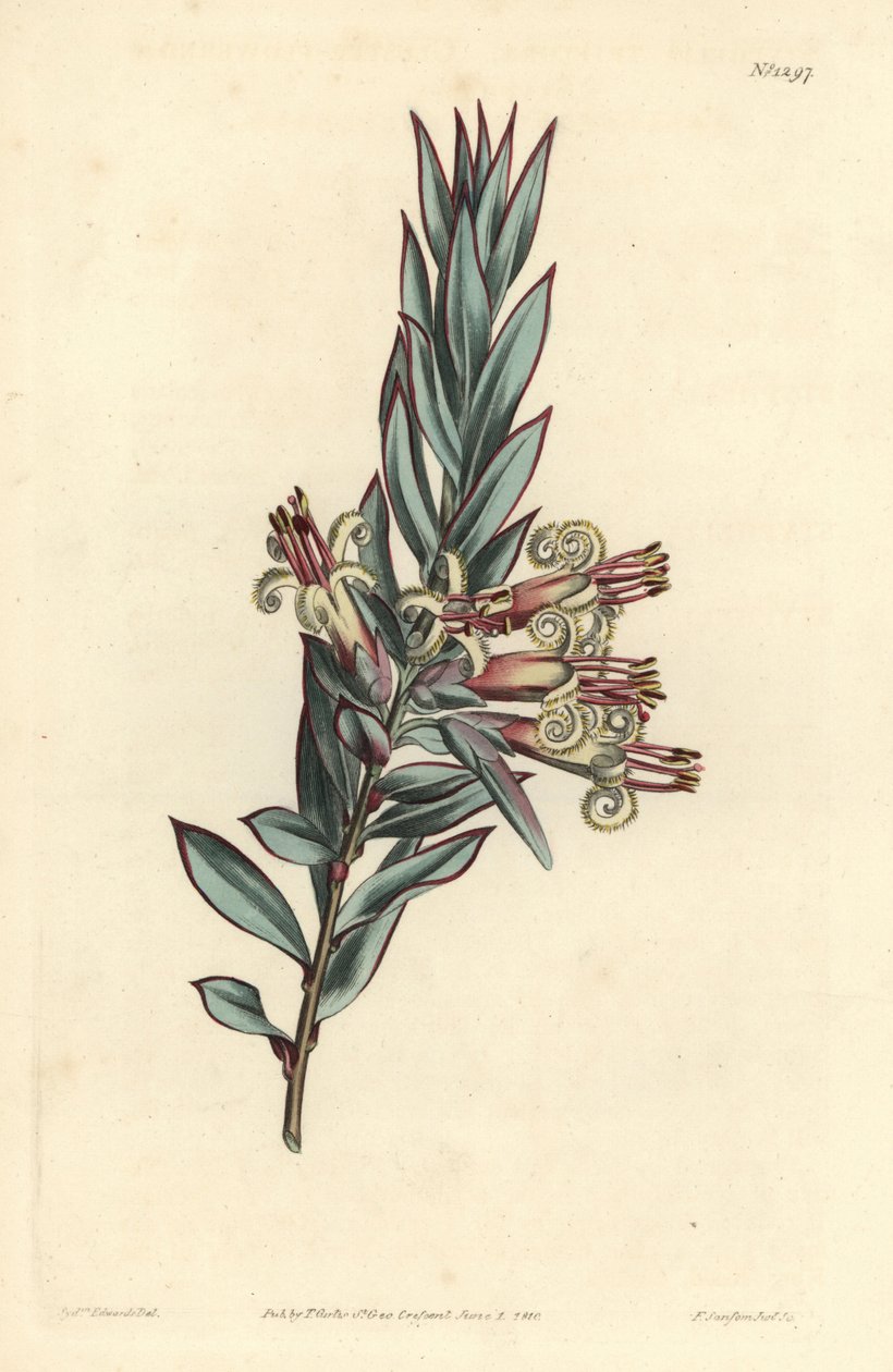 Fürtvirágú styphelia, Styphelia triflora. F. Sansom Jr. kézi színű rézmetszete Sydenham Edwards illusztrációja után a William Curtis Botanical Magazine-ból, T. Curtis, London alkotó: Sydenham Teast Edwards