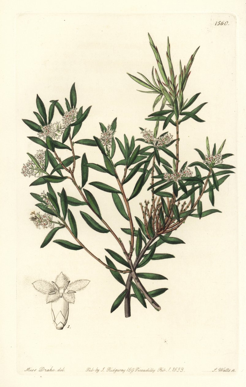 Parti szakáll- vagy kisvirágú fehérszakáll, Leucopogon parviflorus. S. Watts kézi színű rézmetszet Miss Sarah Drake illusztrációja nyomán a Sydenham Edwards Botanical Register-ből, Ridgeway, London alkotó: Sydenham Teast Edwards