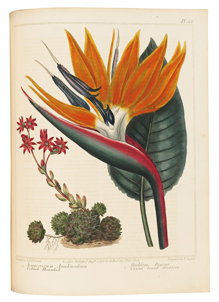 Cobweb Houseleek és Canna Leaved Strelitzia, 1806 alkotó: Sydenham Teast Edwards