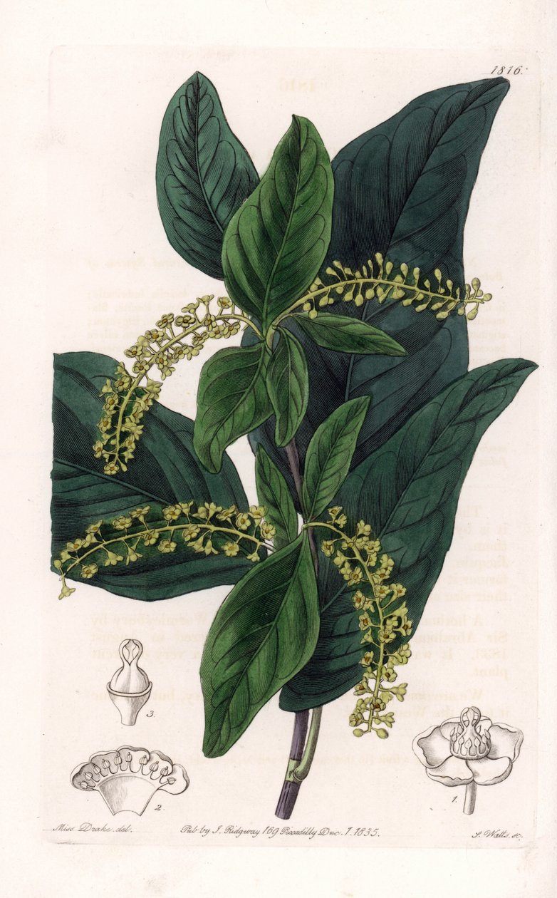 Coccoloba variete, Nyugat-Indiában honos – S.Watts metszet, Sarah Anne Drake (1803-1857) illusztrációja alapján, a Sydenham Edwards (1768-1819) botanikai nyilvántartásából, Angliából alkotó: Sydenham Teast Edwards