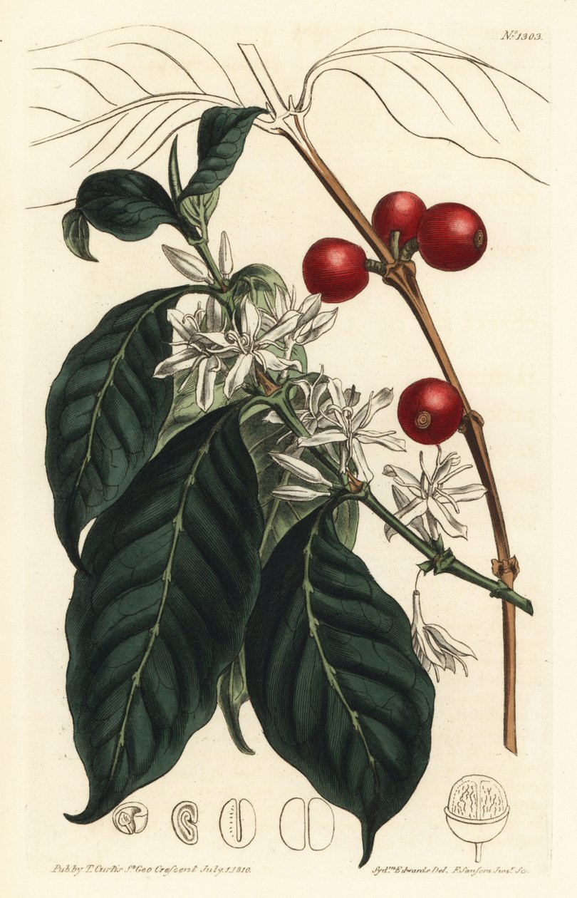 Kávéfőző arabica - Kávéfa, Coffea arabica. F. Sansom Jr. kézi színű rézmetszete Sydenham Edwards illusztrációja után a William Curtis Botanical Magazine-ból, T. Curtis, London alkotó: Sydenham Teast Edwards